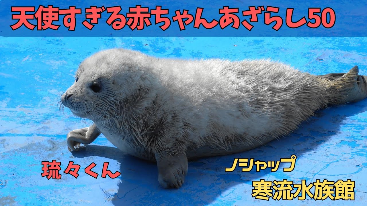 天使すぎる赤ちゃんあざらし５０　琉々 / Baby seal that is too angelic 50　RURU