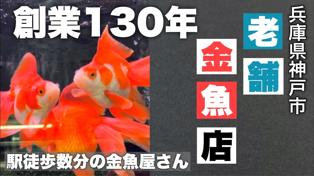 【駅前】創業130年の由緒ある金魚屋さん | 駅徒歩数分だから電車で気軽に行ける🚃 | クレジットカード・QRコード決済OK🤭 | 田村金魚池 @peperia