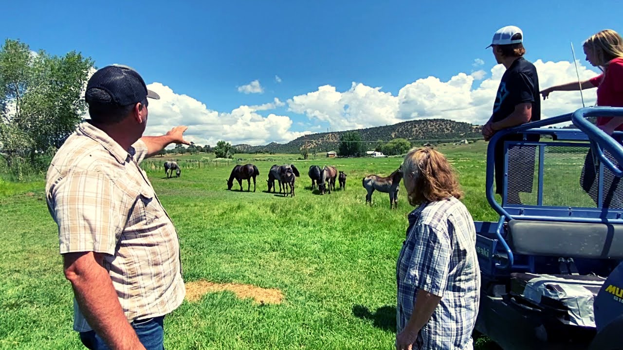 SOME OF THE MOST BEAUTIFUL HORSES IN THE COUNTRY!