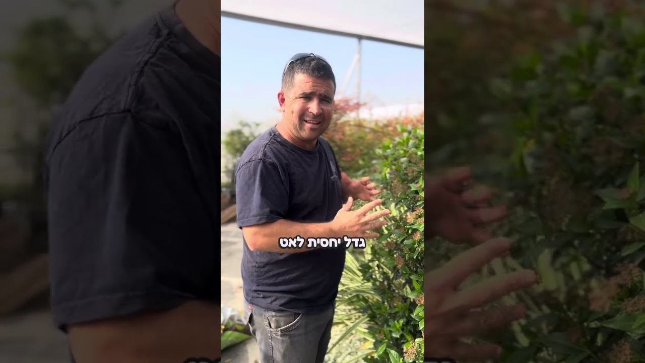 מורן החורש שיח עם ירוק עד עם פריחות חורפיות לבנות מטריפות