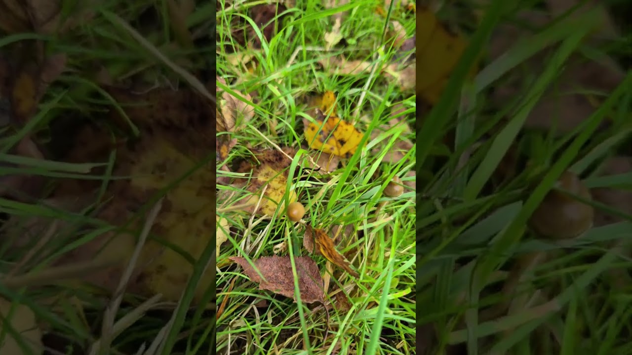 Liberty Caps season is finally here!