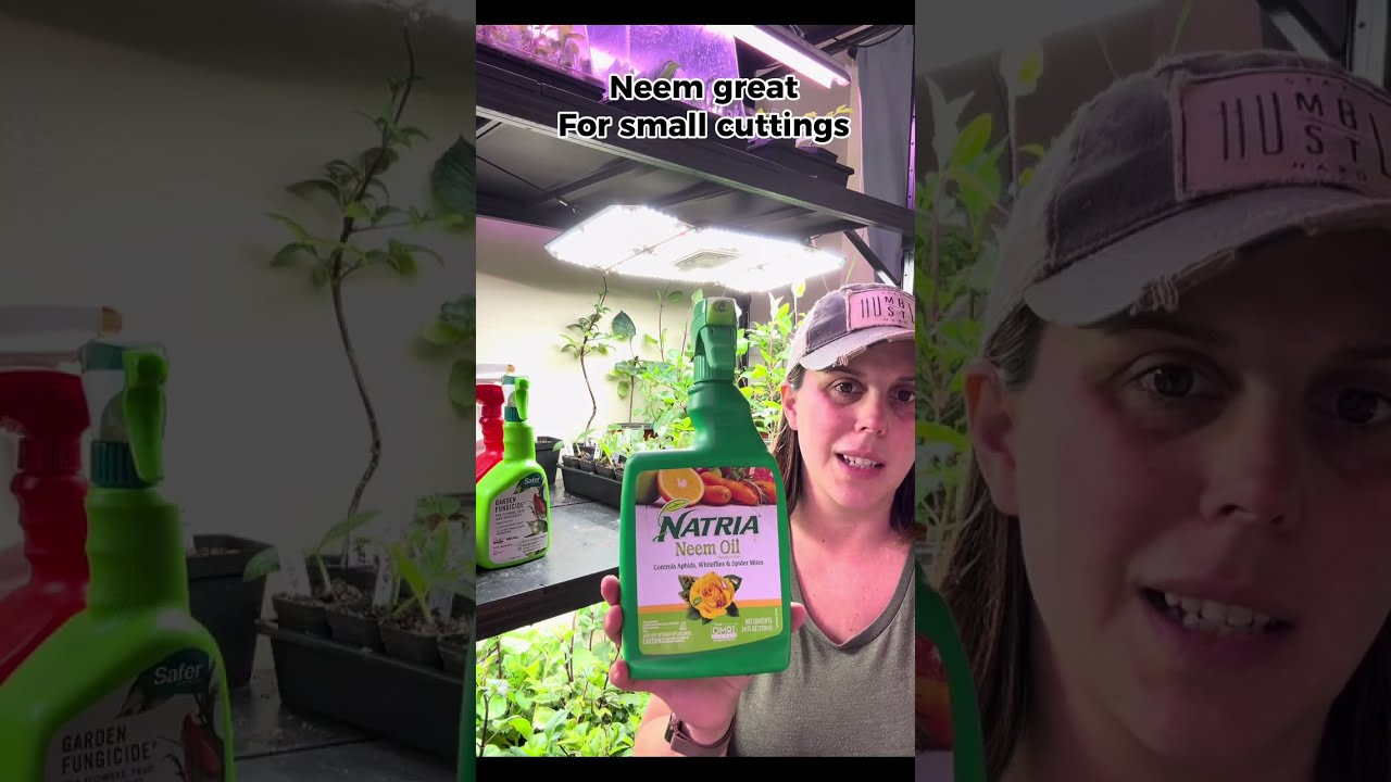 Powdery Mildew, Spider Mites and Thrips oh my!  A list of must-have products with measurements