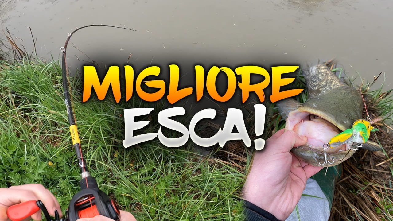 L'ESCA MIGLIORE per il SILURO! - Spinning - TZ Fishing