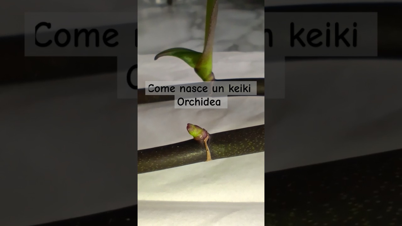 3 fase come nasce un keiki Orchidea 🌱✔️#orchids #orchid #plants #viralvideo #keiki