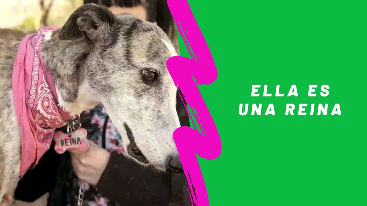 Una Galgo adopta a una familia