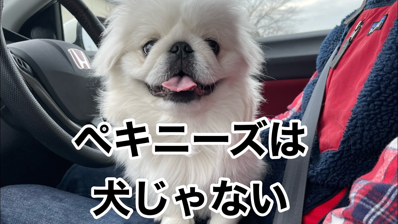 ペキニーズ　セブくん　ペキニーズってこんな生き物　#ペキニーズ #子犬 #いぬすたぐらむ #pekingese  #8ヶ月
