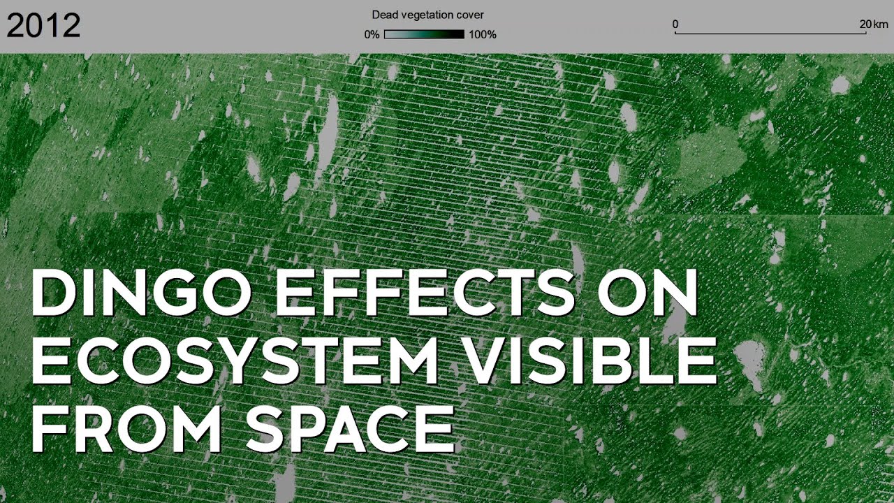 Dingo effects on ecosystem visible from space