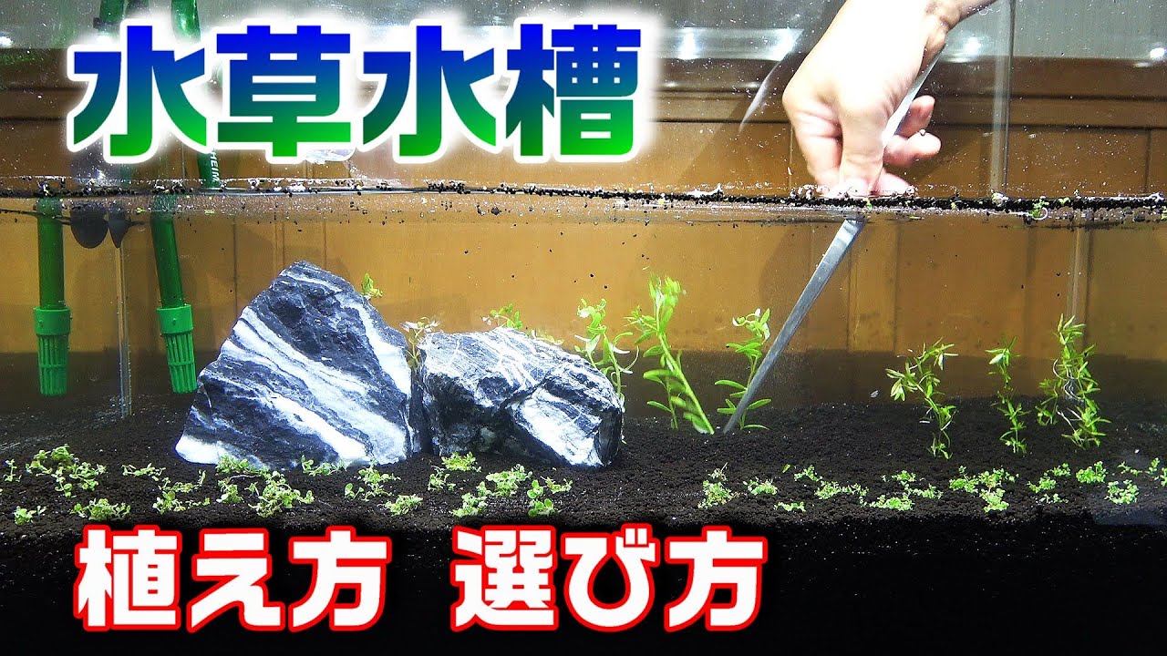 水草を植えてみました！ 前景草と後景草【アクアリウム・水草水槽】