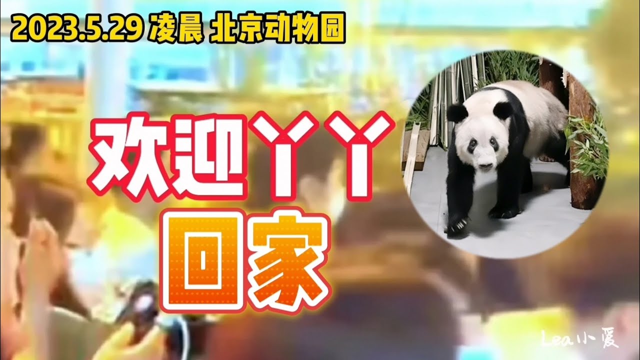 丫丫完成回家之旅 - 丫丫5月29日凌晨入住北京动物园，大批粉丝自发聚在北动守候迎接长公主驾到 Ya Ya arrived at Beijing Zoo on 29 May