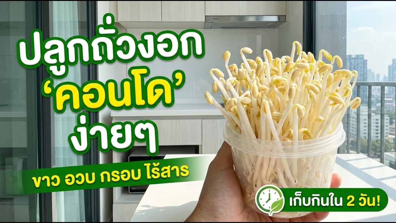 ปลูกถั่วงอกคอนโด ให้ขาวอวบใน 2 วัน แบบปลอดสารเคมี