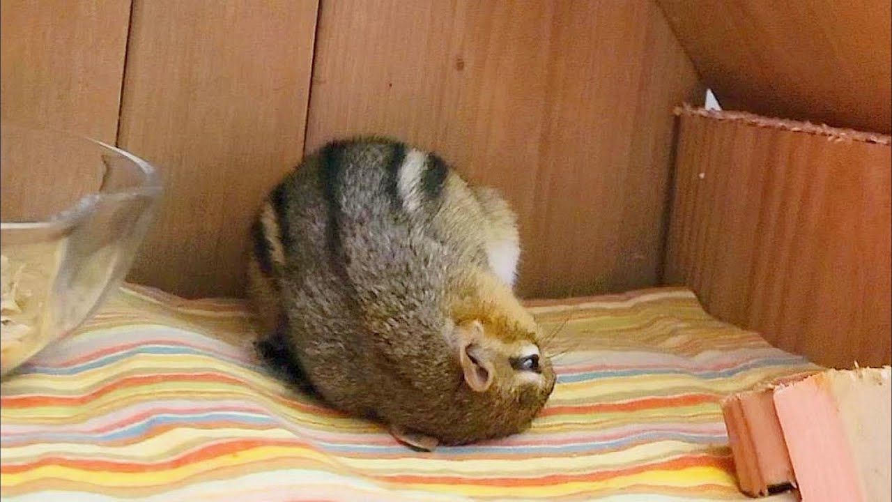 업그레이드 되어가는 다람쥐 집과 거실을 돌아다니기 시작한 쳐키 Upgrading Chipmunk Chucky's House And She Explores My Home
