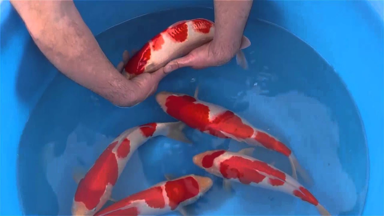 The Hunt for Jumbo Tosai - Part 1