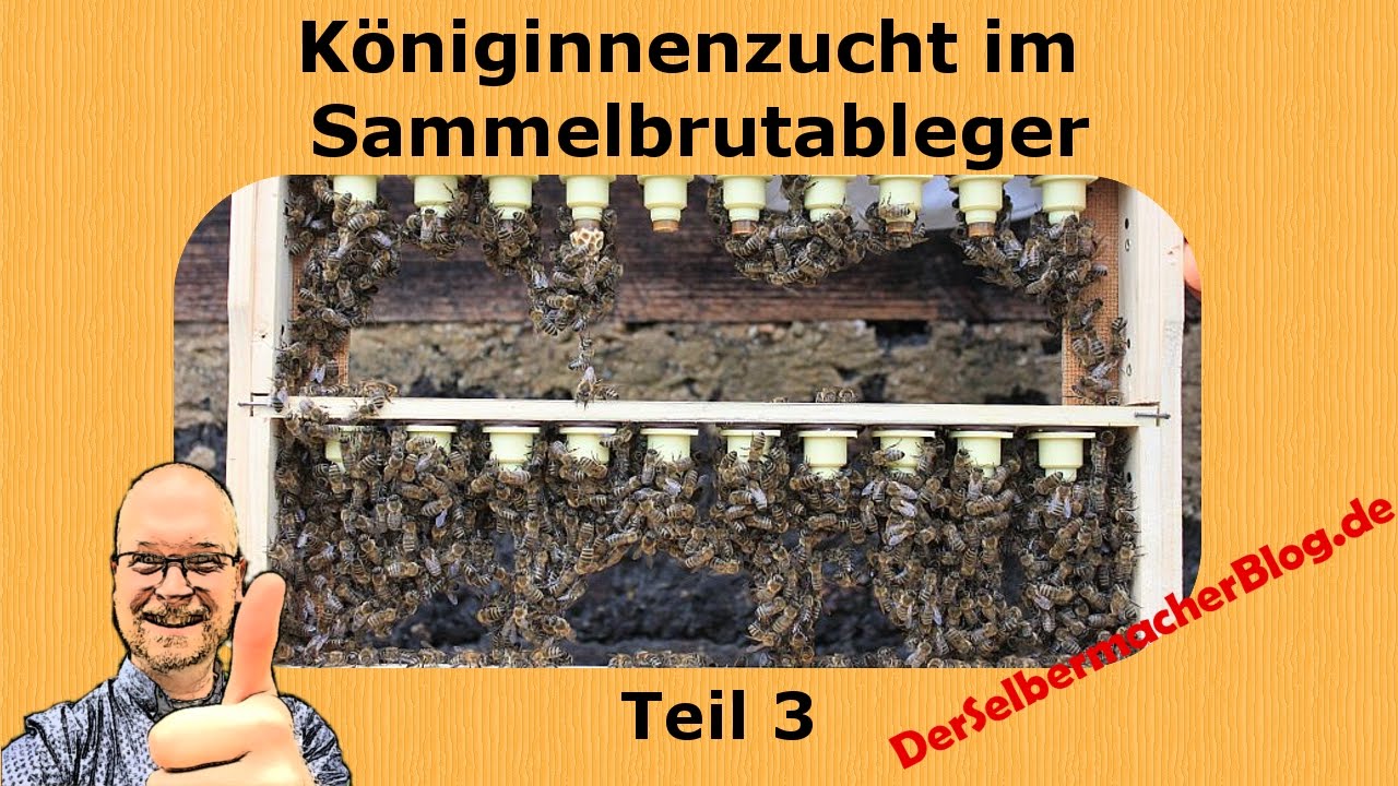 Imkerei: Königinnenzucht im Sammelbrutableger (Teil 3)