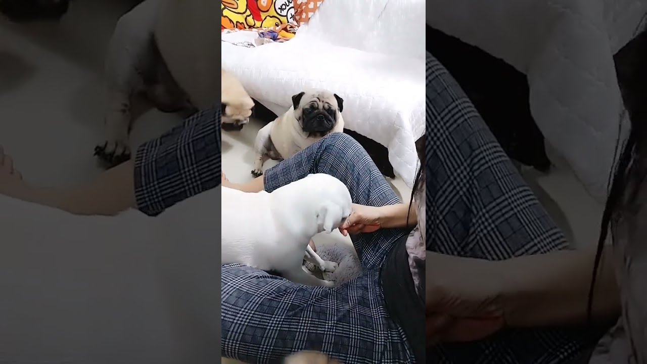 Adorable French Bulldog playtime with owner #dogowners #doggielife #dogtype #petlover 