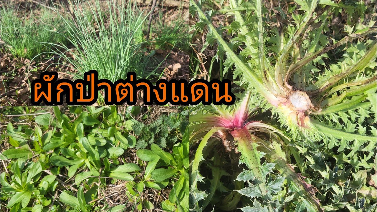 เก็บผักป่ารวมเฟสสลัดหอมป่าสวยๆผักหนามฝรั่งผักคาร์ดามิน