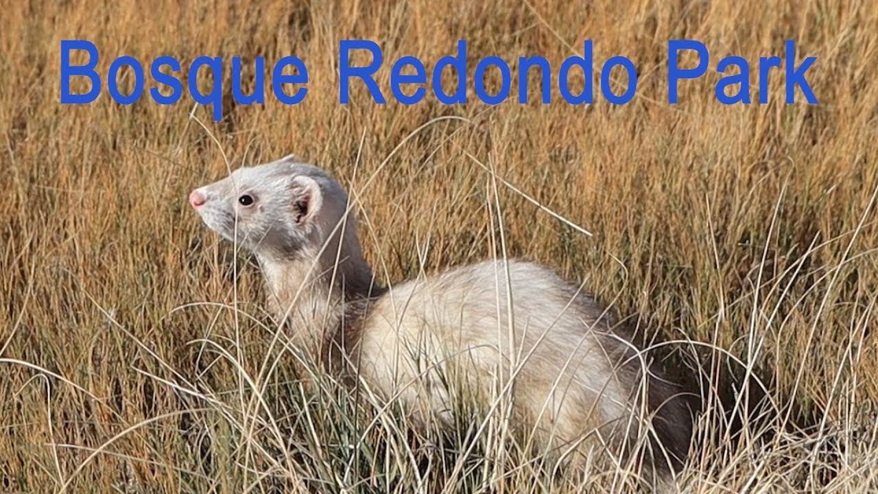 Bosque Redondo Lake Free Camping in New Mexico