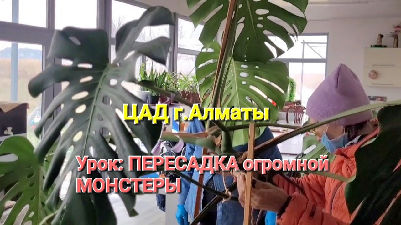 ЦАД г.Алматы. Урок по Гарден терапии для пенсионеров. Пересадка огромной Монстеры#пересадкакомнатных