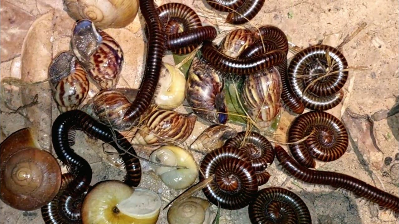 After the rain I went out to catch snails and millipedes#millipedes#insect#