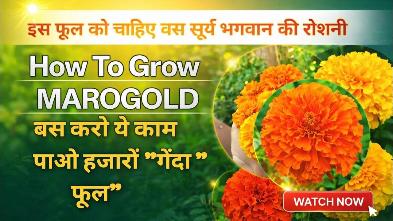 गेंदे के फूल कैसे उगाएं? Genda Ke Phool Kaise Ugaye | How To Grow Marigold Flowers From Seeds Hindi
