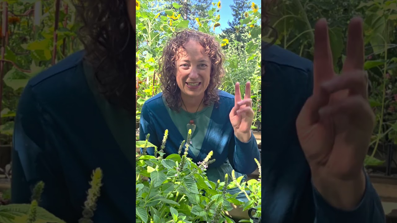 🌿 5 способов применения тулси (священного базилика)