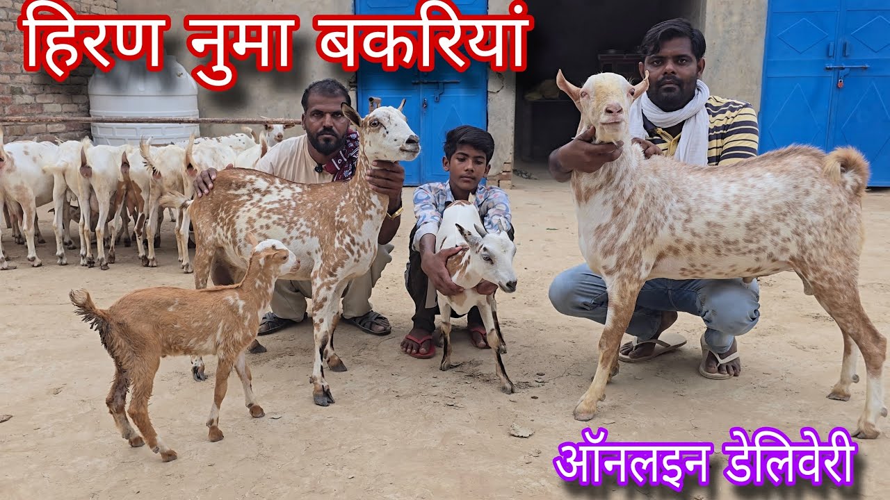दूध वाली बकरियां और छोटे बच्चे बिकऊ goat  sale 