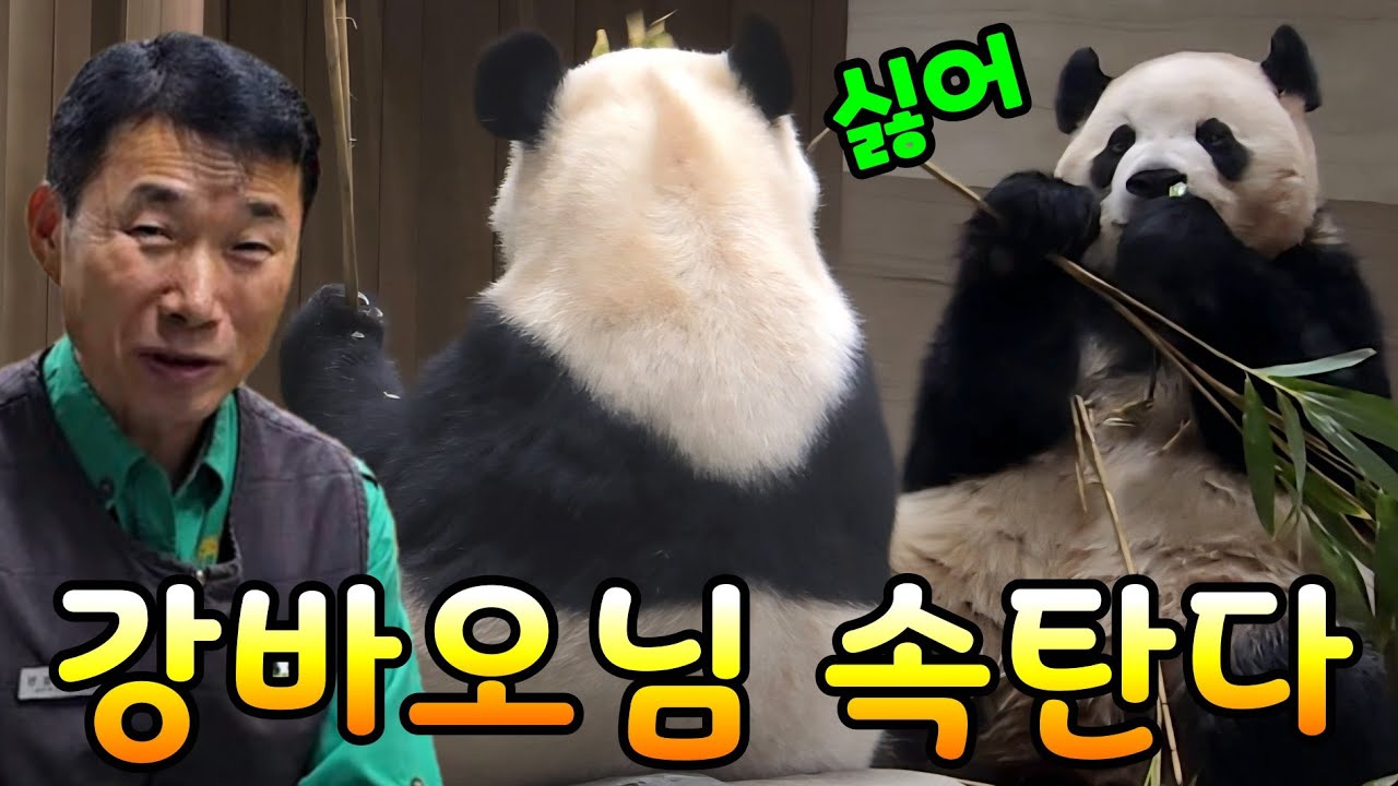 강바오님 속탄다 에버랜드 판다월드 세컨하우스 루이바오 후이바오
