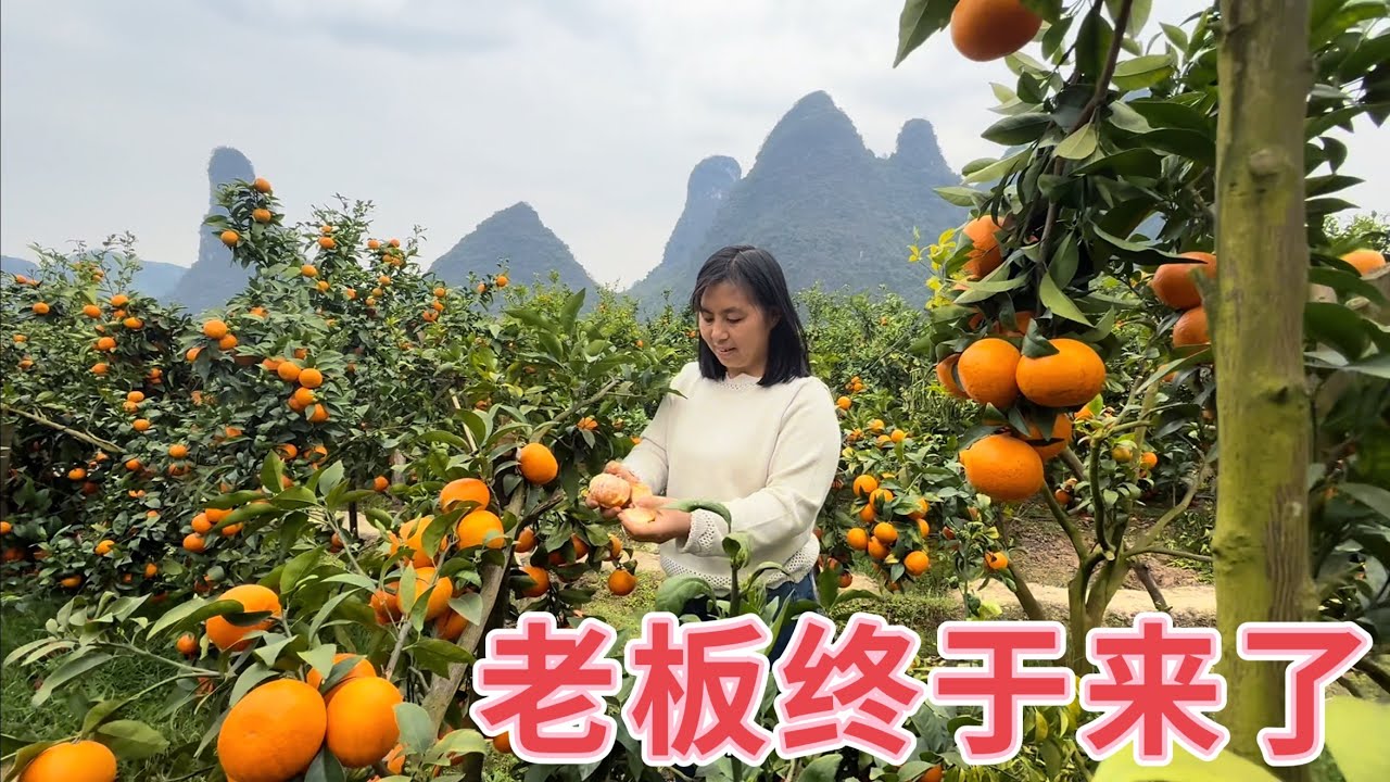 橘子终于有老板来要了，小放夫妻连忙跑去果园，听到价格吓一跳，看看该不该卖