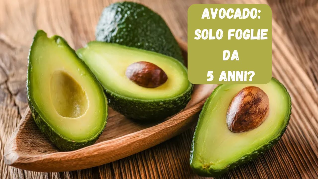 Come coltivare l'Avocado in vaso: Dallo stuzzicadenti al raccolto (Guida Completa)