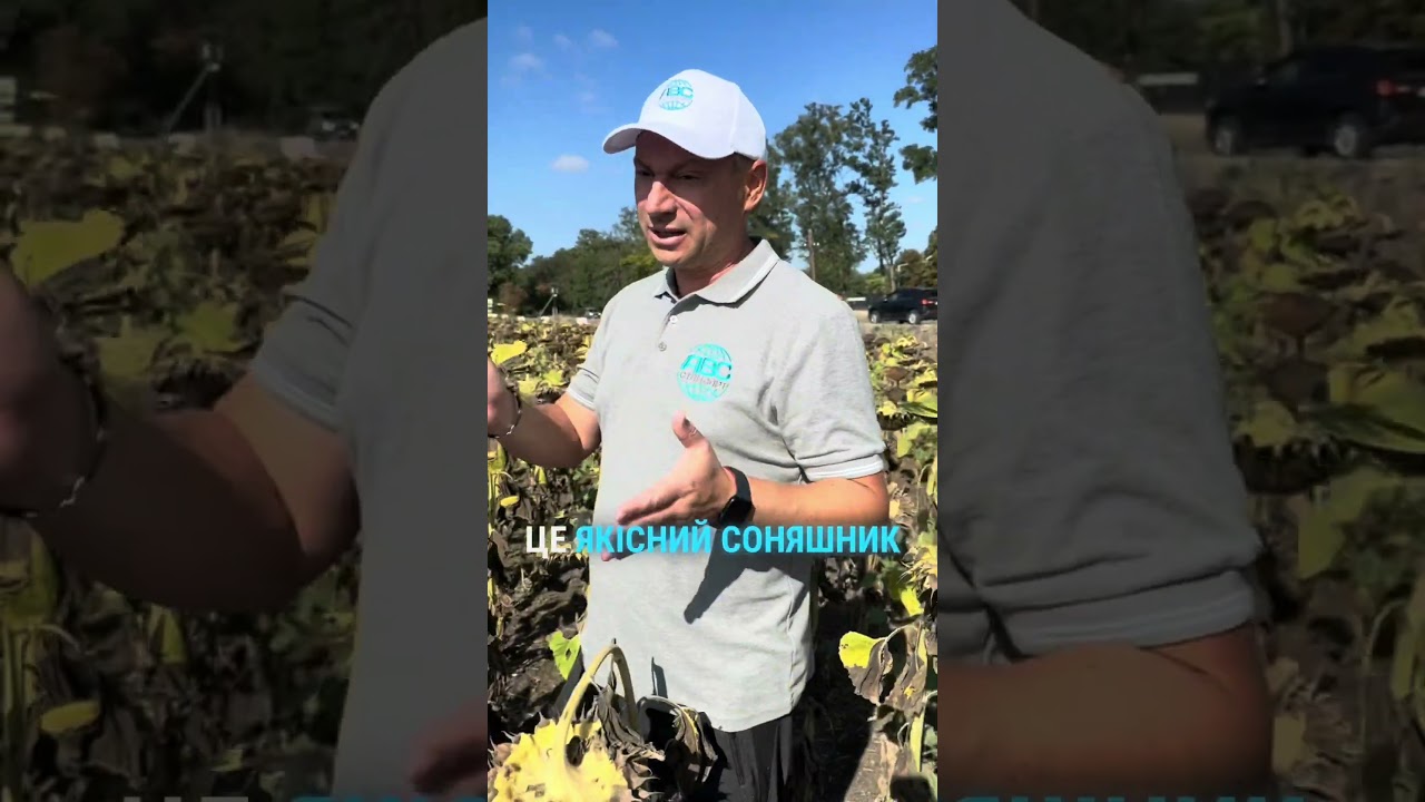 Соняшник ЛГ 58390 КЛ (Лімагрейн)🌻Презентація гібрида ДЕМО 2025🚜Підпишись ⤵️☎️