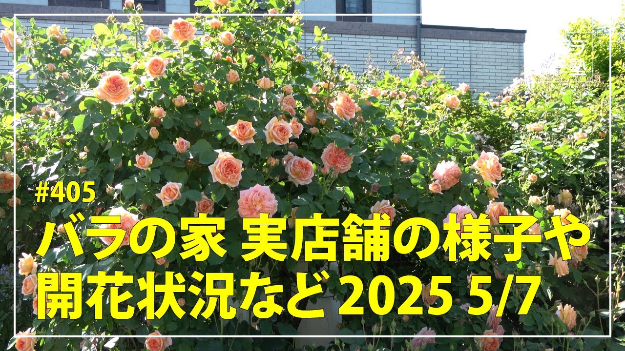 #405 バラの家 実店舗の様子や開花状況など 2025 5/7