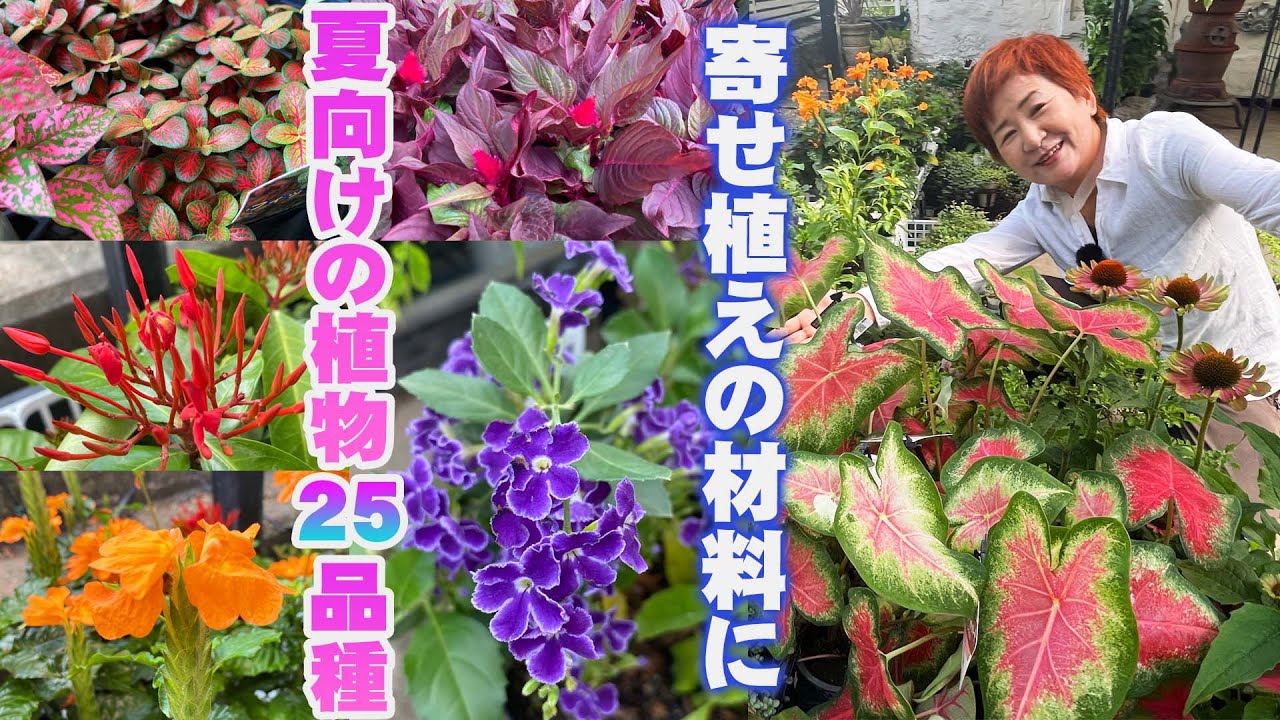 【夏向けのおすすめ植物】寄せ植え、ハンギングバスケットには欠かせない夏の最強アイテム25品種を紹介【花の谷オールドビレッジ】