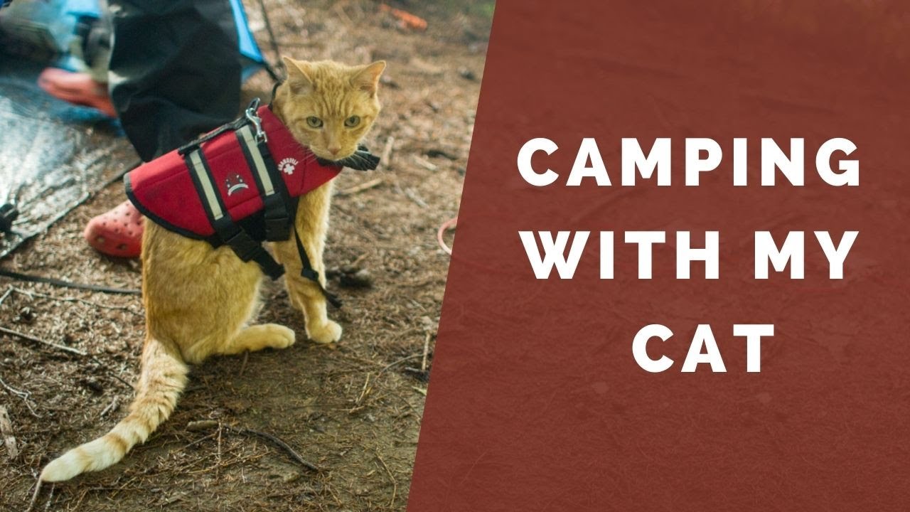 Camping with my Cat