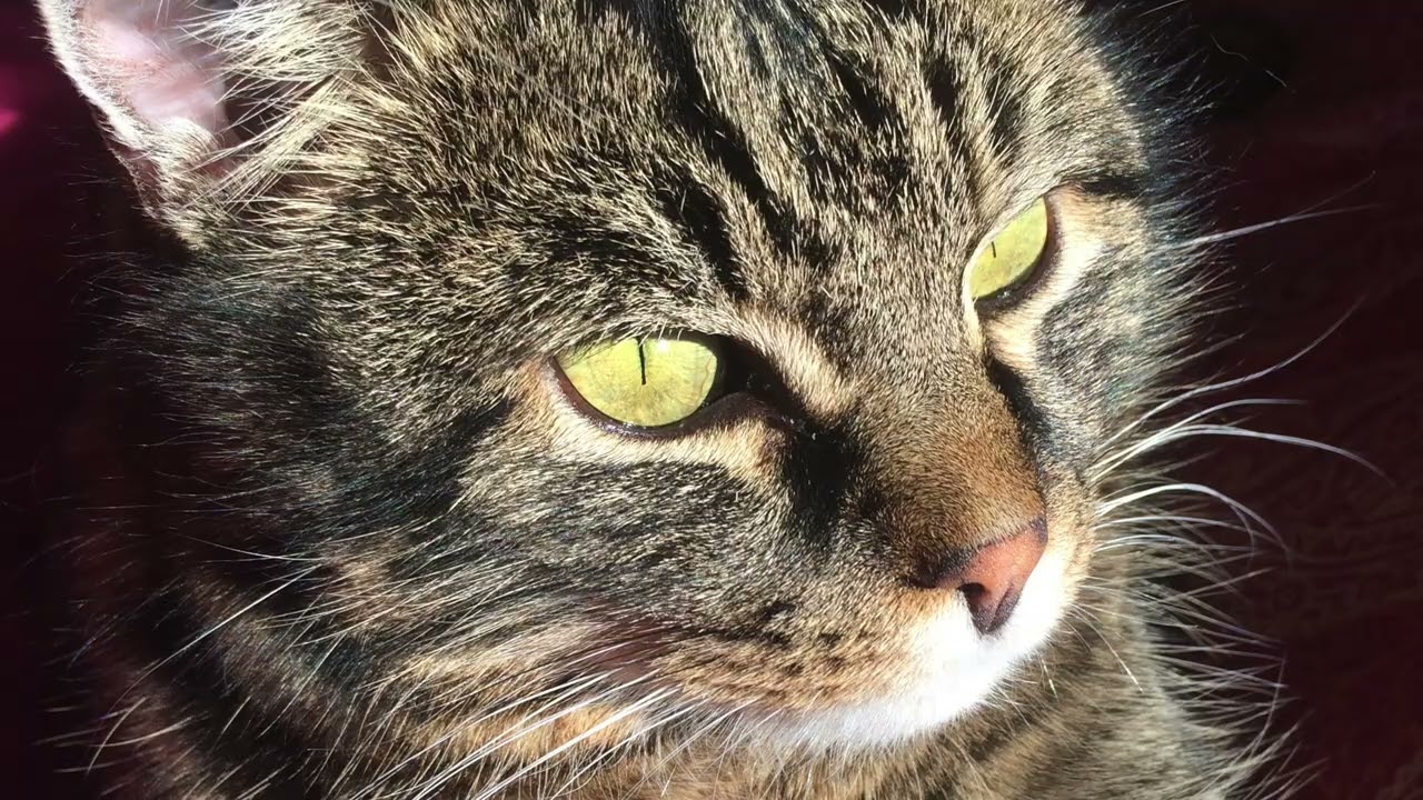 Lesung Buch: Katzenjäger