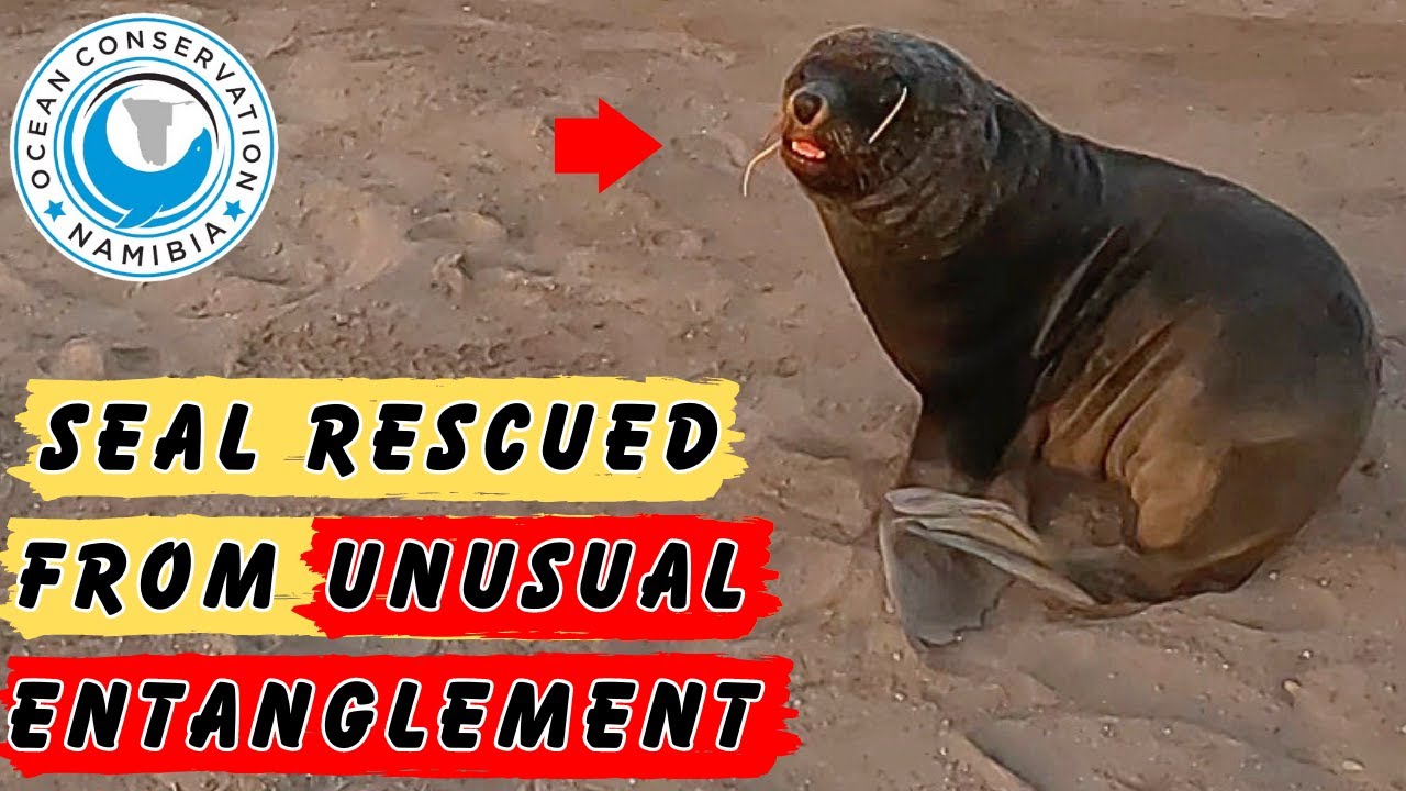 Seal Rescued From Unusual Entanglement