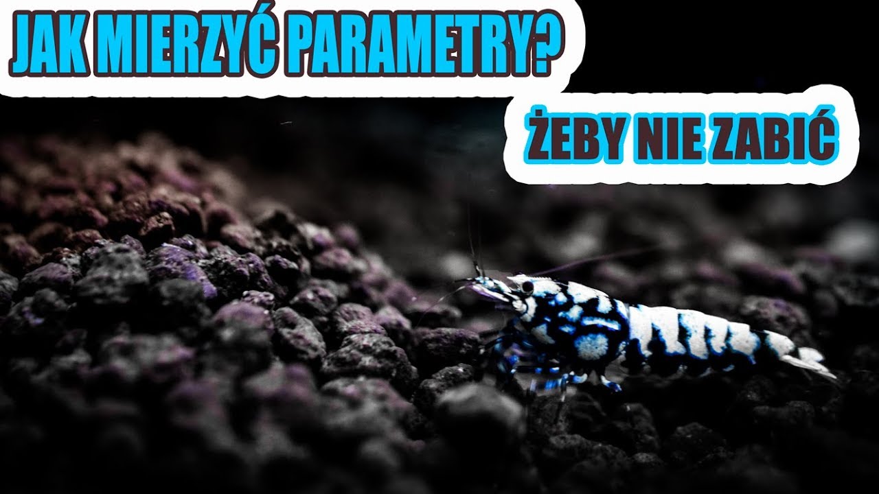 Krewetki akwariowe - jak przygotować wodę do krewetkarium dla Caridin