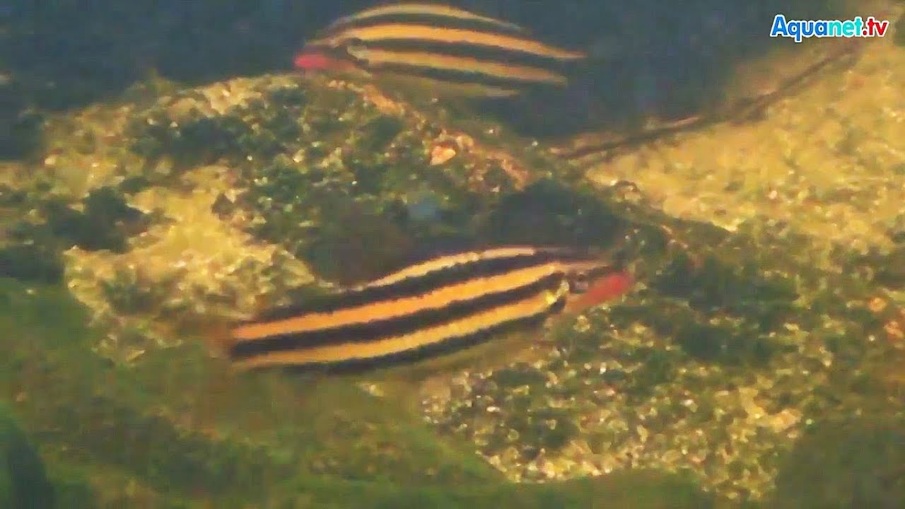 Große Salmler in Französisch-Guayana, wie Leporinus, Bryconops, Acestrorhynchus etc.