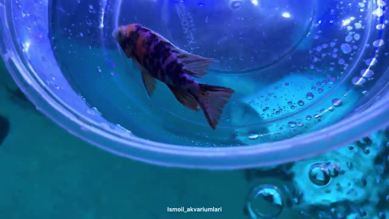 Baliqlarim kasal bo’ldi va davoladim#fishtank #aquariumfish #ismoilakvariumlari 