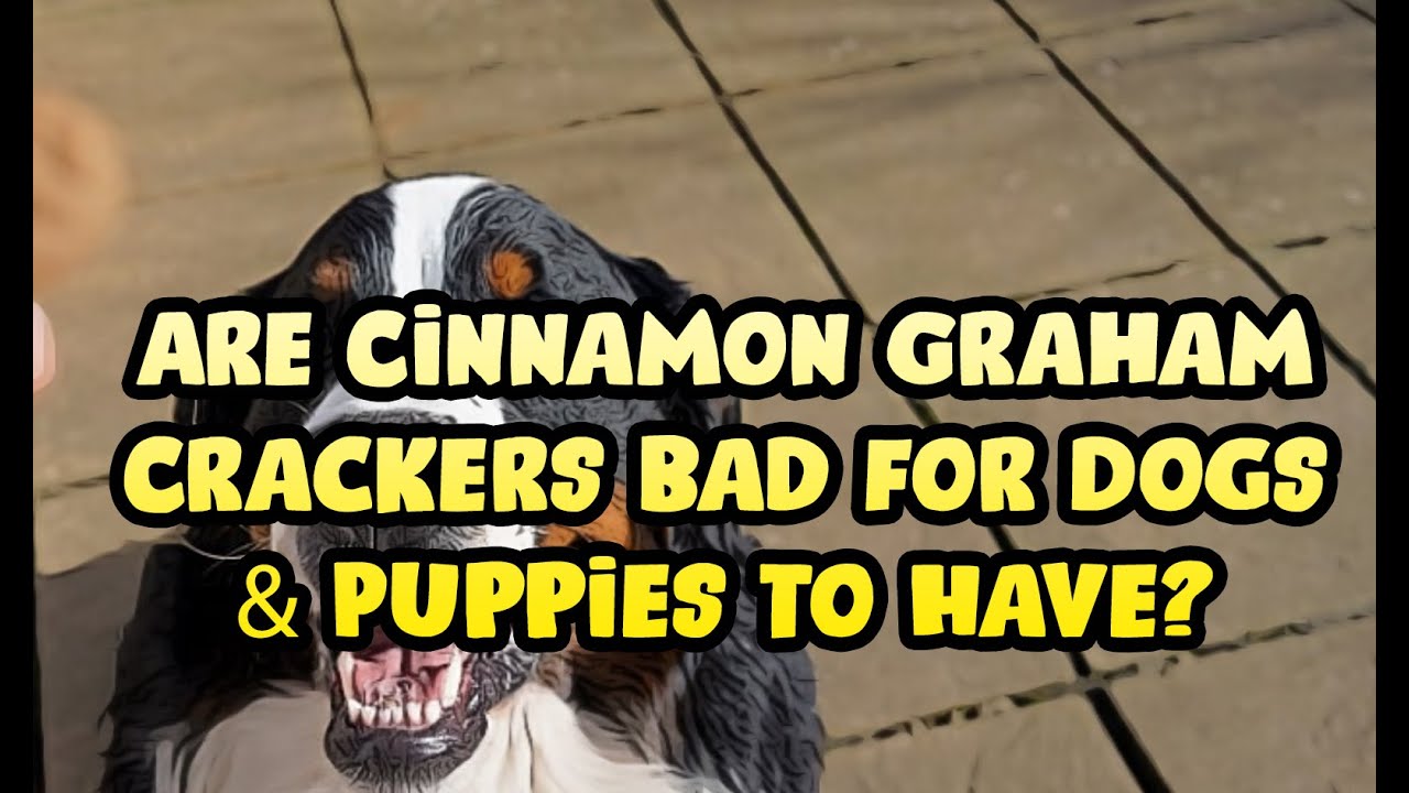 Are Cinnamon Graham Crackers Bad for Dogs & Puppies to Have?