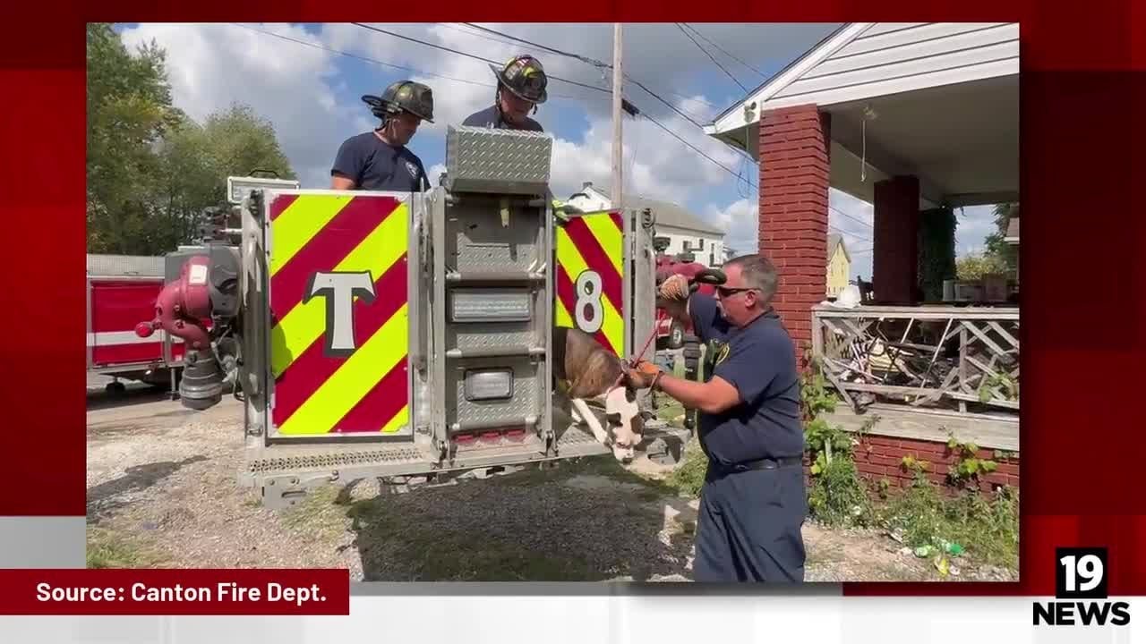 Kielbasa a key ingredient in Canton firefighter rescue of Lucky the dog