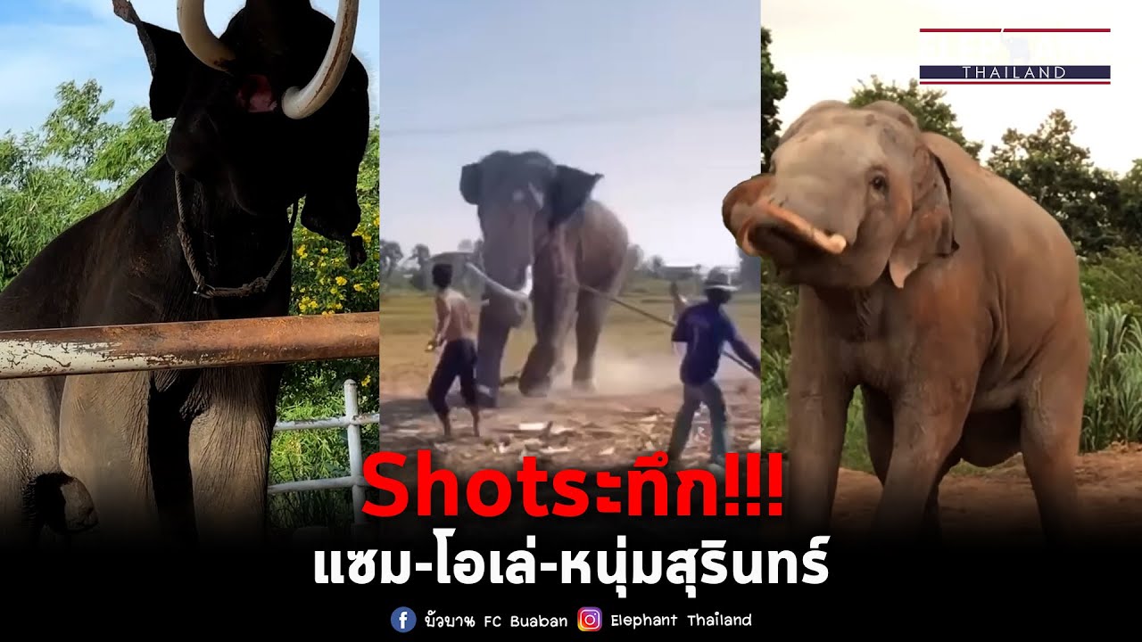 Shotนาทีระทึก!!!ช้างใหญ่ แซม-โอเล่-หนุ่มสุรินร์