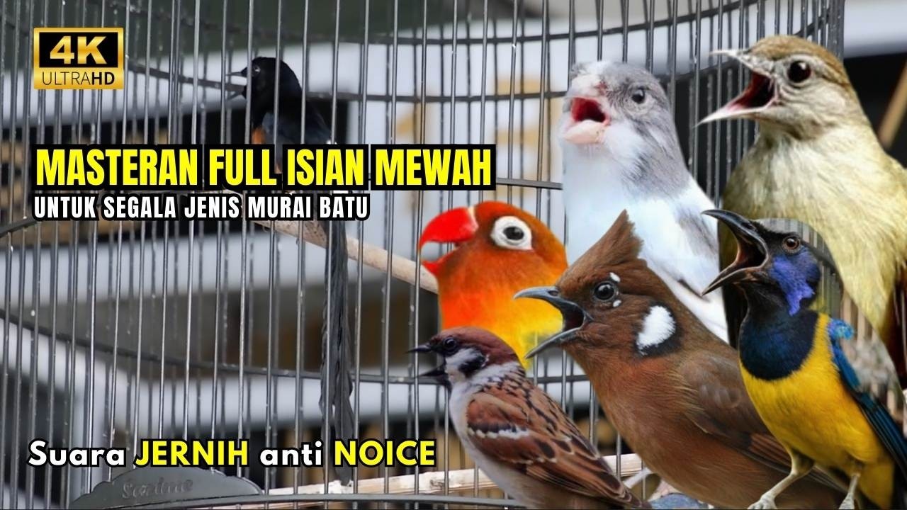 MASTERAN MURAI BATU FULL ISIAN TEMBAKAN MEWAH #masteranmuraibatu