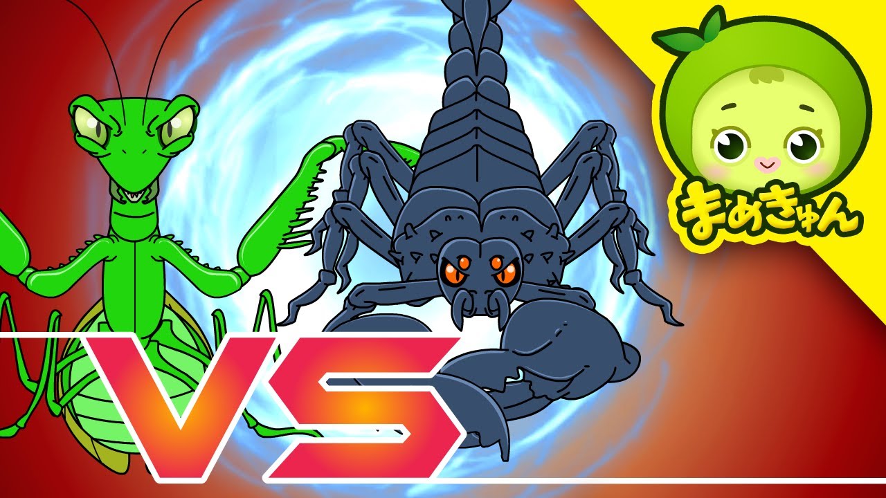 カマキリ vs サソリ | 動物バトル | まめきゅん MAMEKYUNN