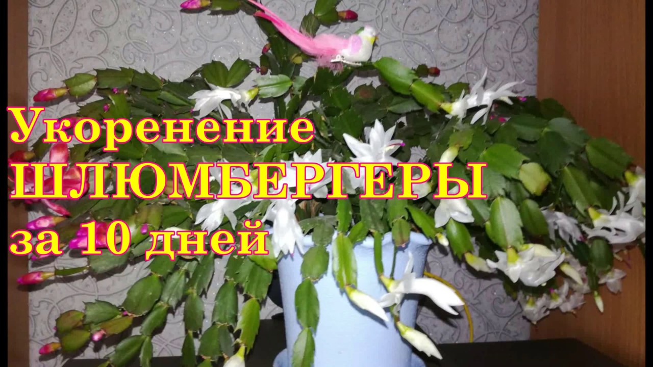Укоренение ШЛЮМБЕРГЕРЫ за 10 дней.