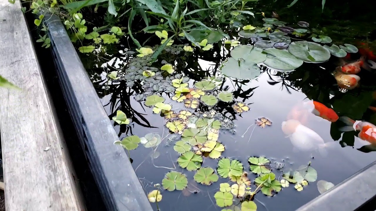 Goldfish pond May 2020