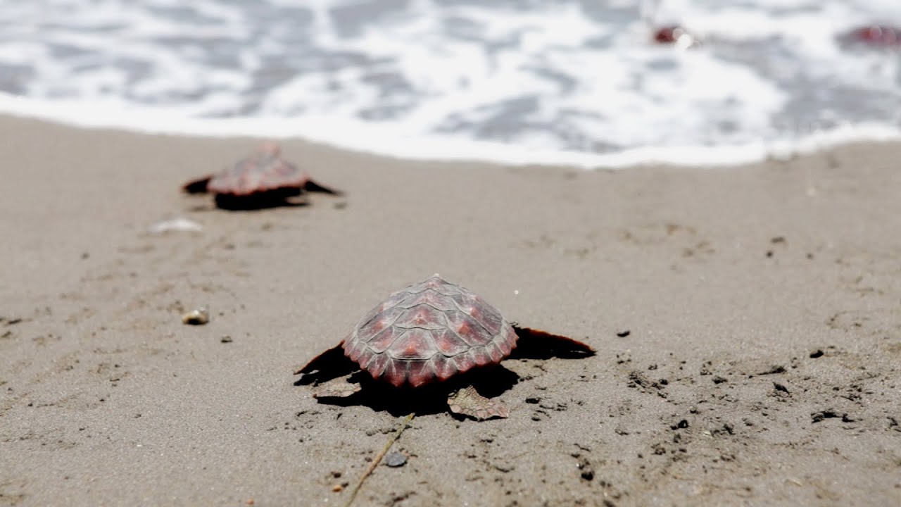 Tortuga boba. Un viaje con retorno