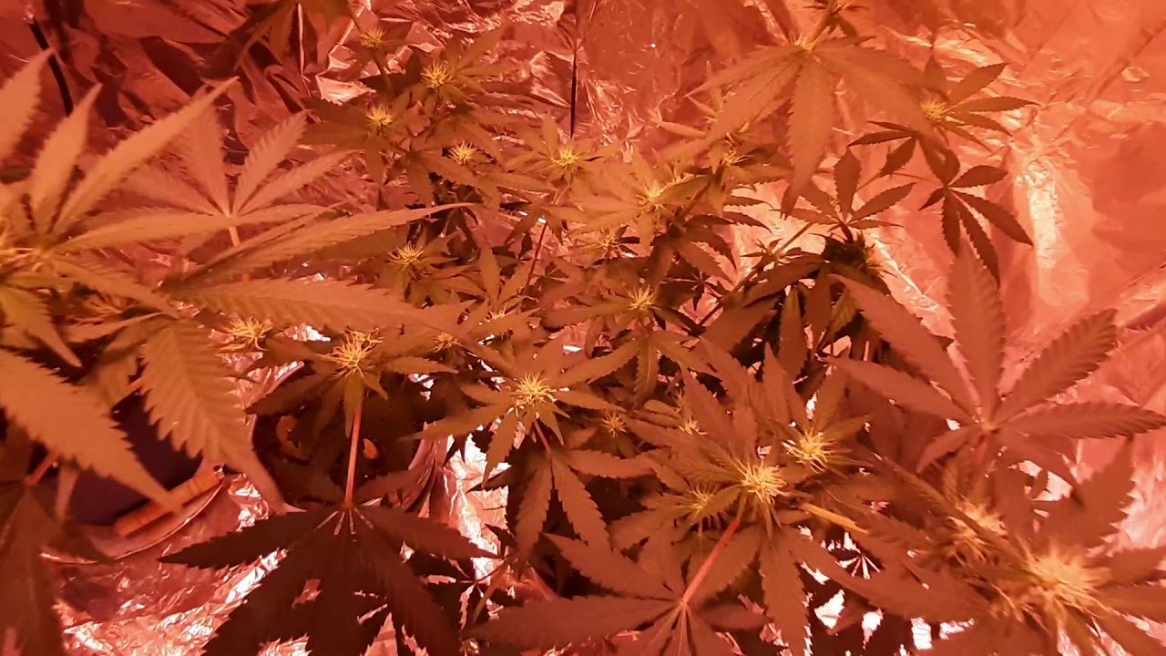 Only 1 Week After Opening The Canopy