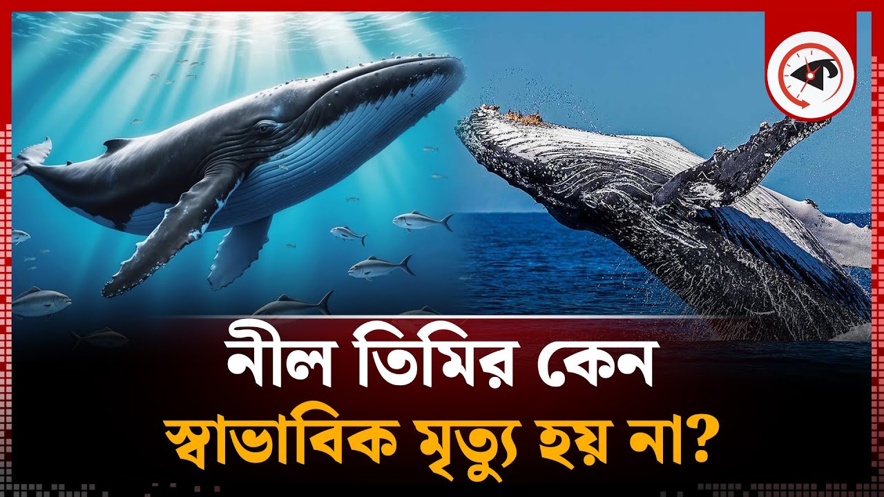 নীল তিমির কেন স্বাভাবিক মৃ'ত্যু হয় না? | Blue Whale | Kalbela