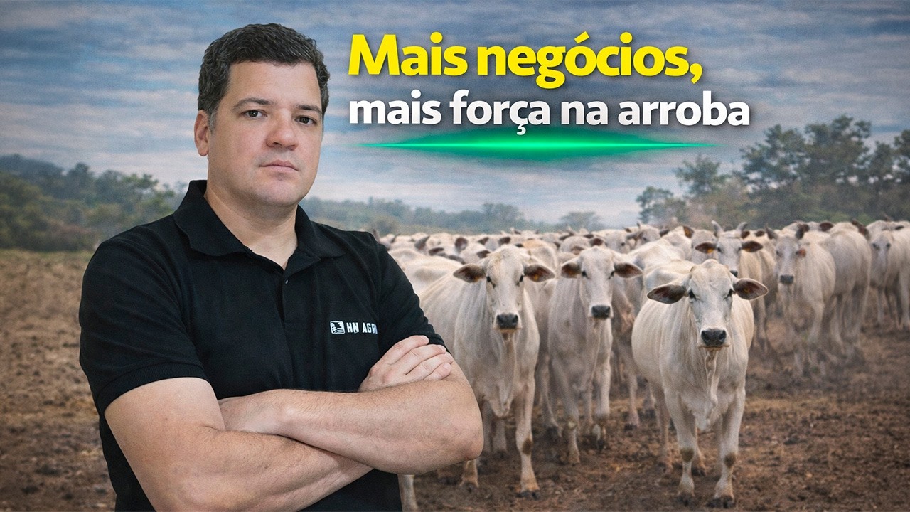 Boi gordo : aumenta a liquidez e preços reajustam, informa Hyberville Neto