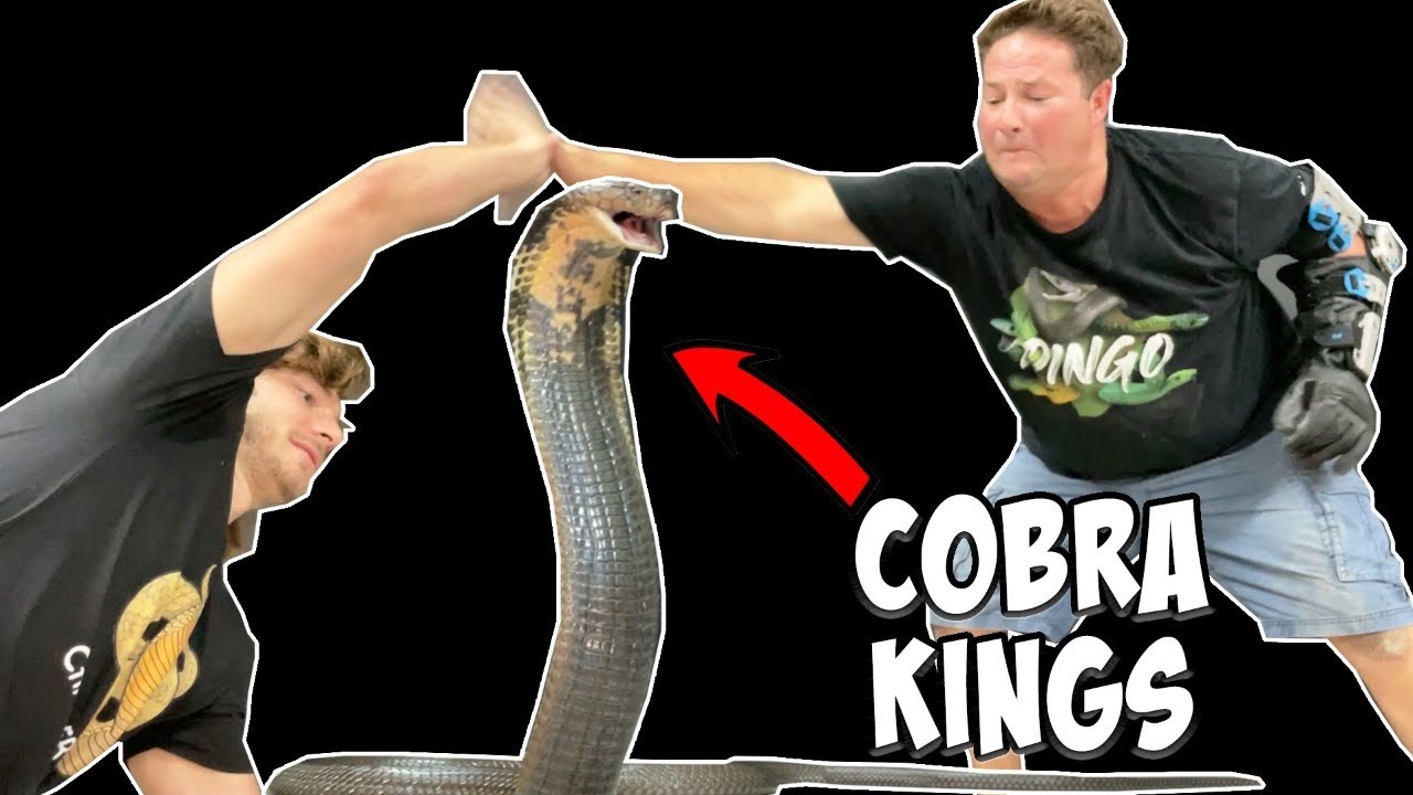 The Most Famous King Cobra In The World!!! With Chandlers Wild Life!