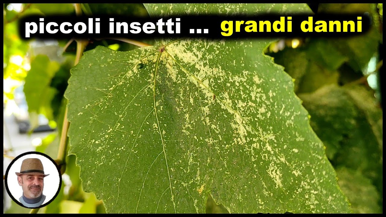 CICALINA DELLA VITE, lotta biologica con prodotti bio ( बेल रोग )